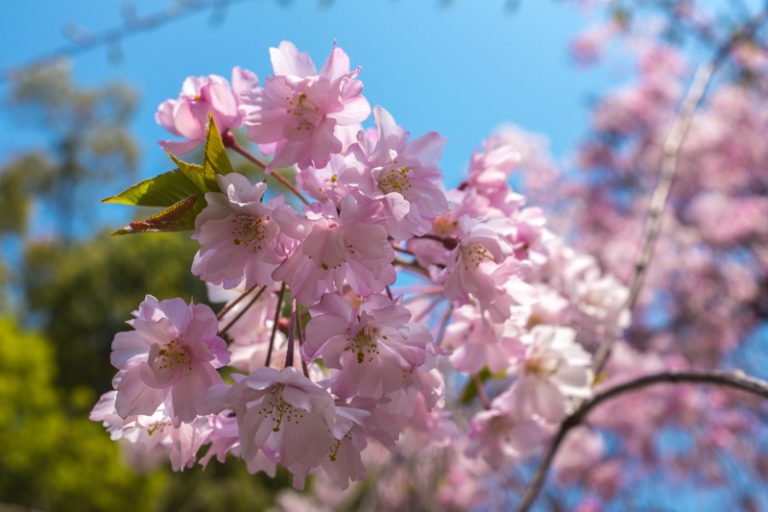 Cherry Blossom Season In Osaka