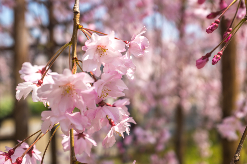 cherry blossom season osaka japan