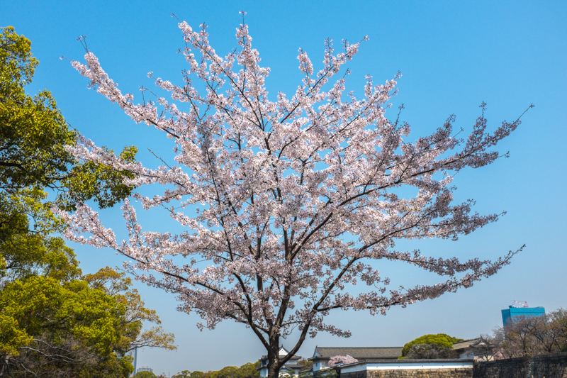 cherry blossom season osaka japan