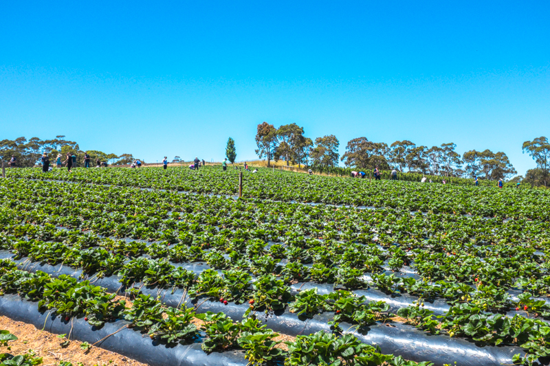 strawberry picking beerenberg farm south australia