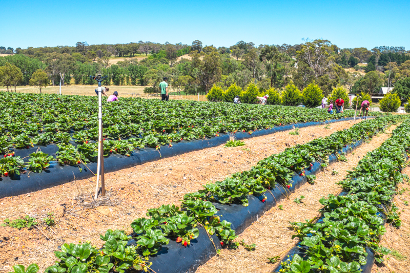 strawberry picking beerenberg farm south australia
