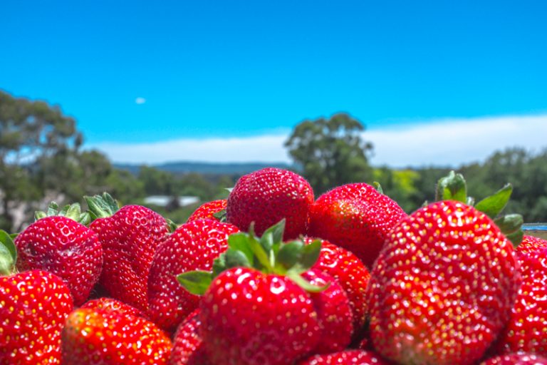 Strawberry Picking At Beerenberg Farm