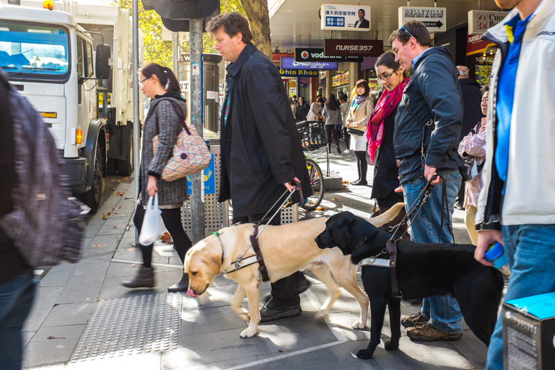 international guide dogs victoria