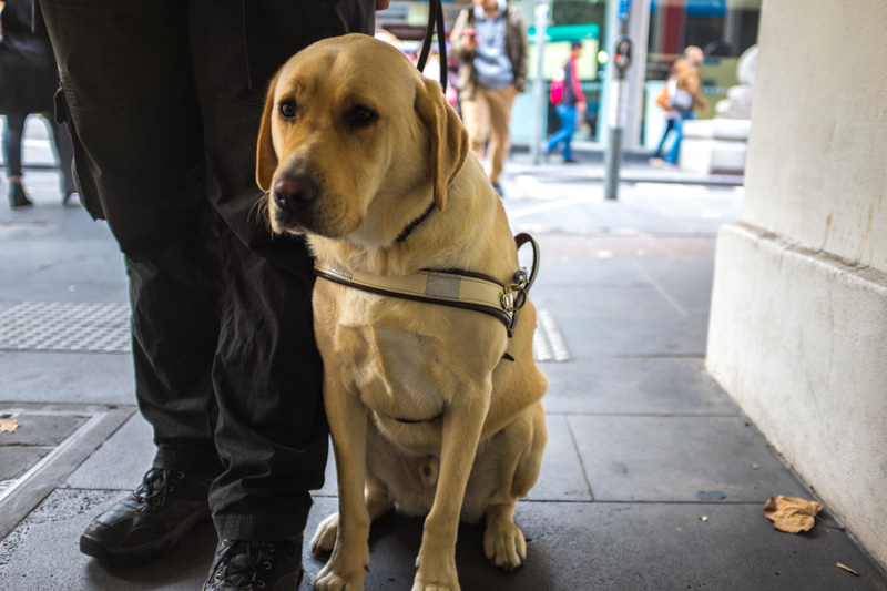 international guide dogs victoria