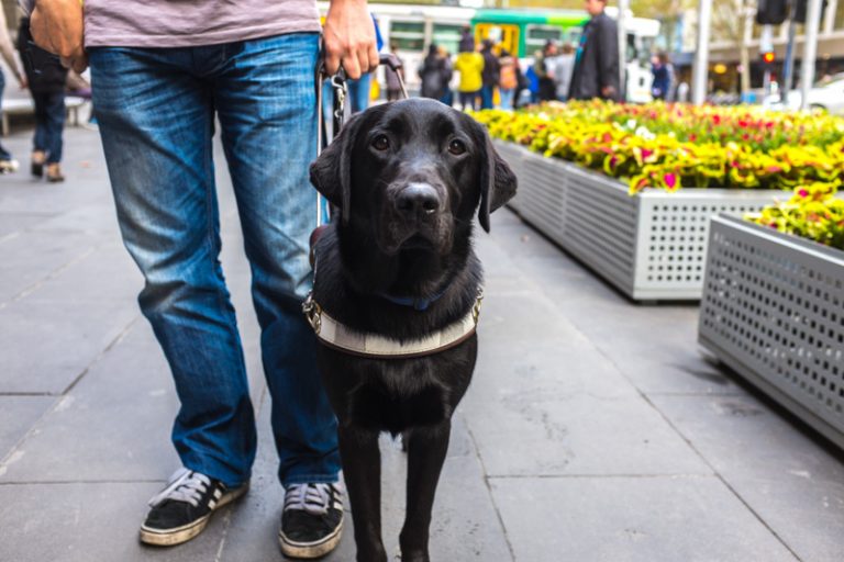 Access For All With Guide Dogs Victoria