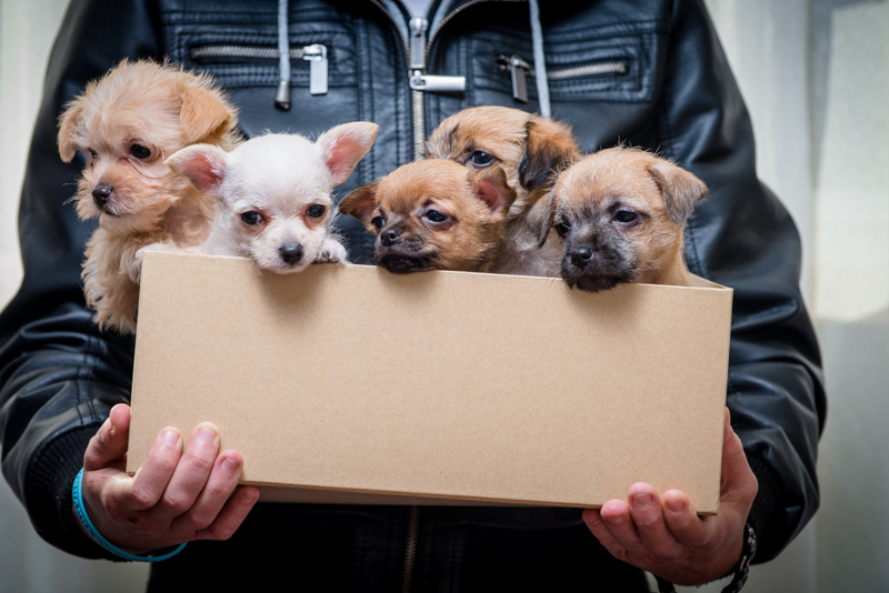 Adopt A Pet On National Adoption Day The City Lane   025 PetStock Animal Carers 20150812 DSC 0115 