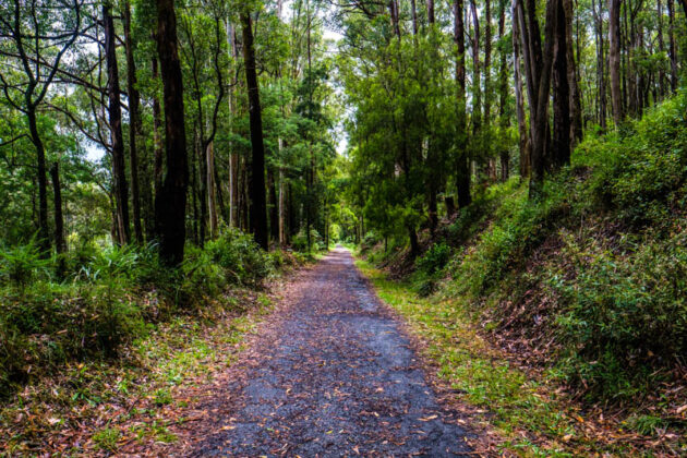 noojee trestle bridge walk