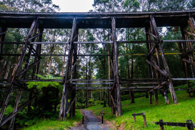 noojee trestle bridge walk