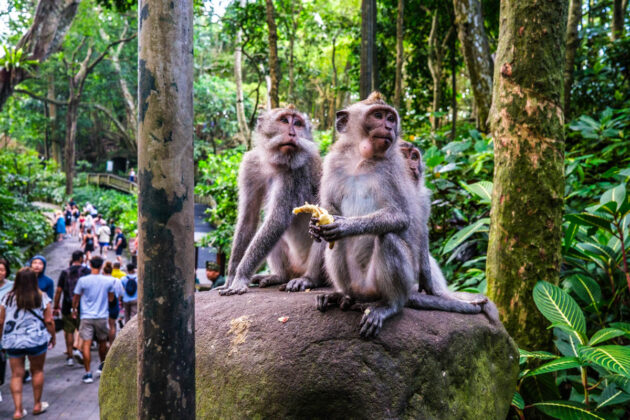 48 hours in ubud things to do
