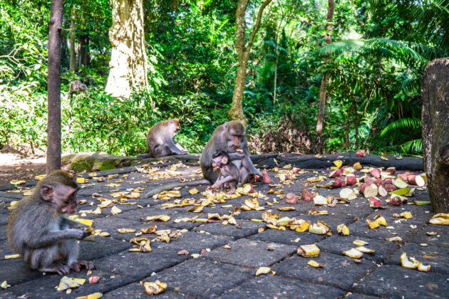 48 hours in ubud things to do