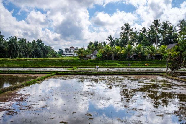 48 hours in ubud things to do