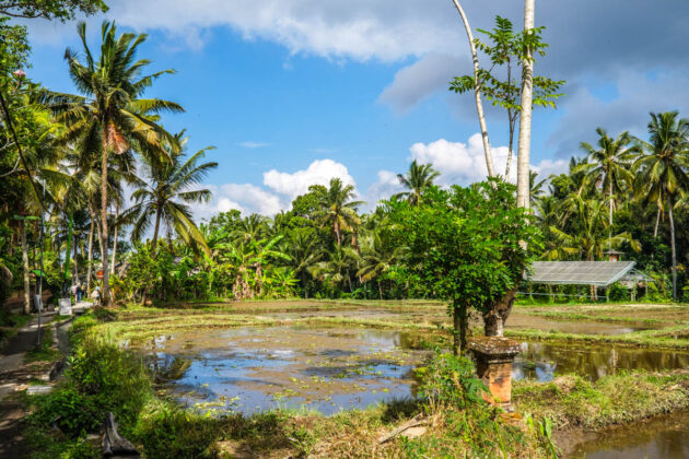 48 hours in ubud things to do