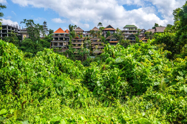 48 hours in ubud things to do